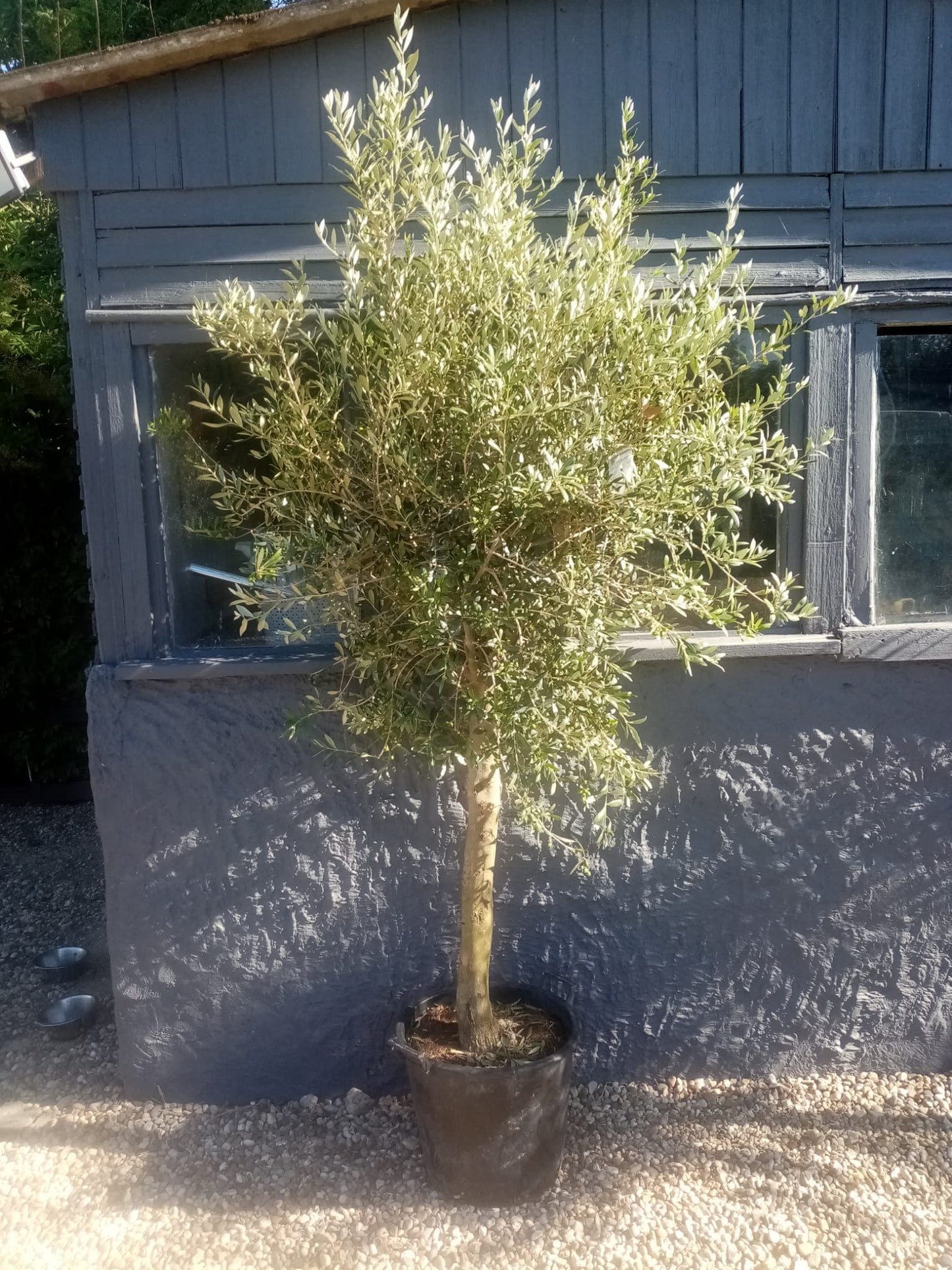 Olive Tree