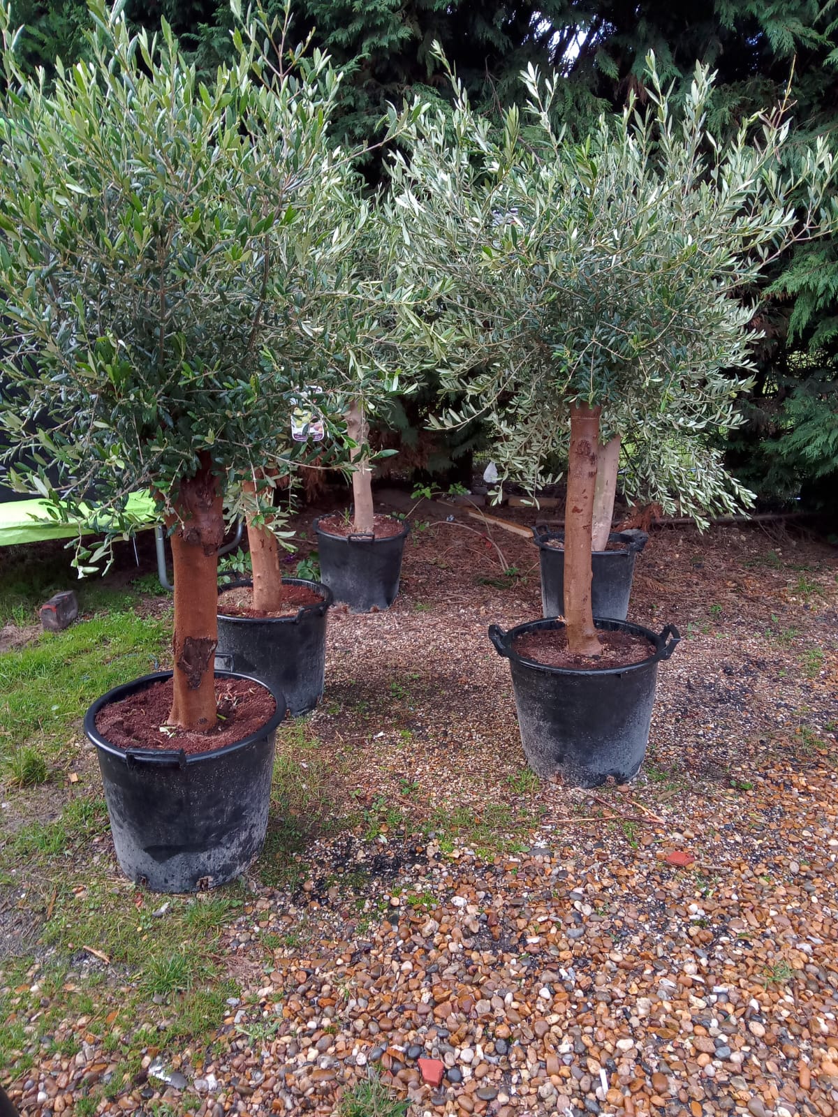 Olive Tree