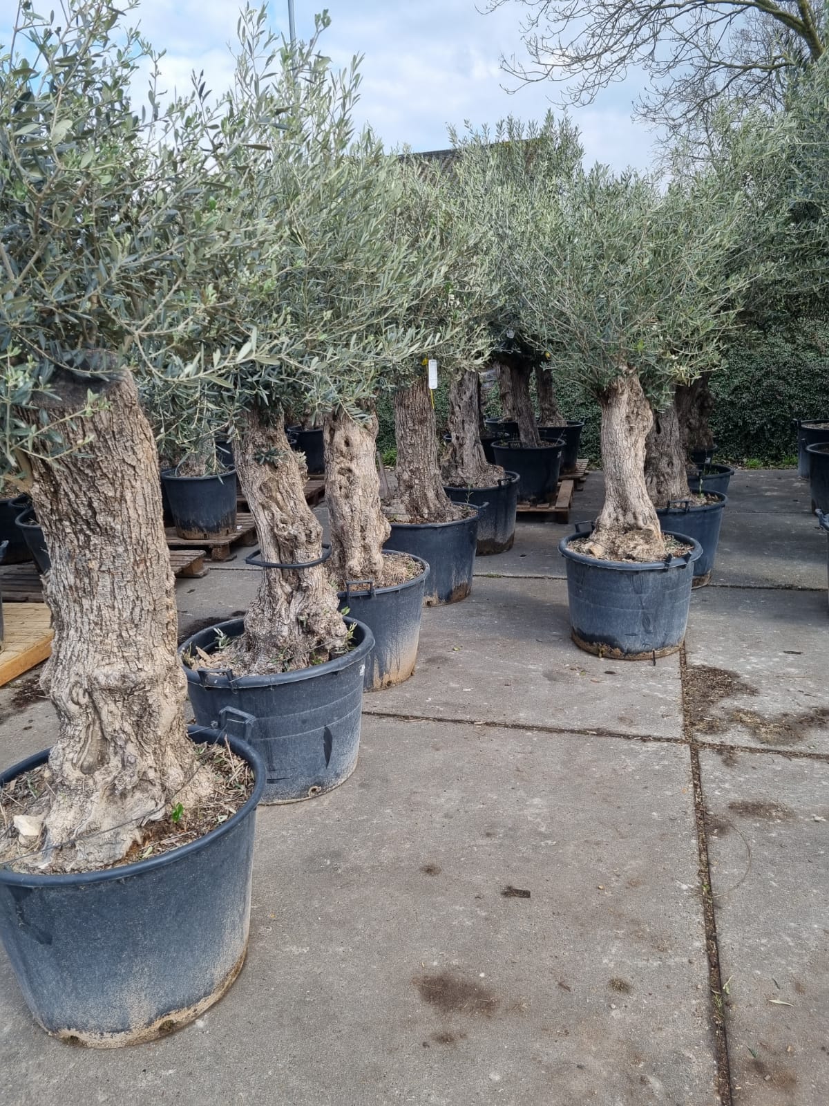 Gnarly Olive Tree